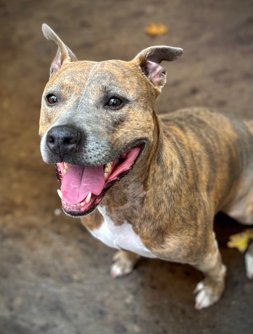 Enlarge Brenda, a Adoptable mixed breed in Benbrook, TX image 2/11