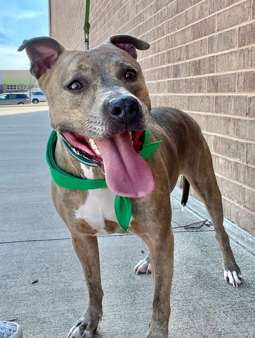 Enlarge Brenda, a Adoptable mixed breed in Benbrook, TX image 3/11