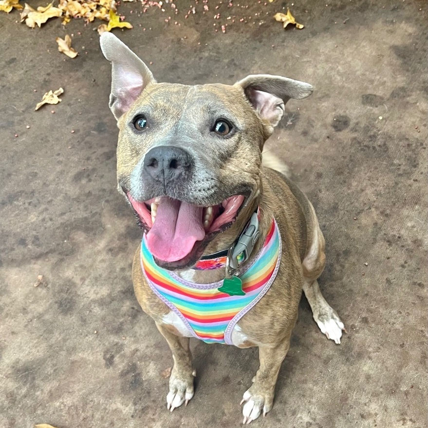 Enlarge Brenda, a Adoptable mixed breed in Benbrook, TX image 4/11