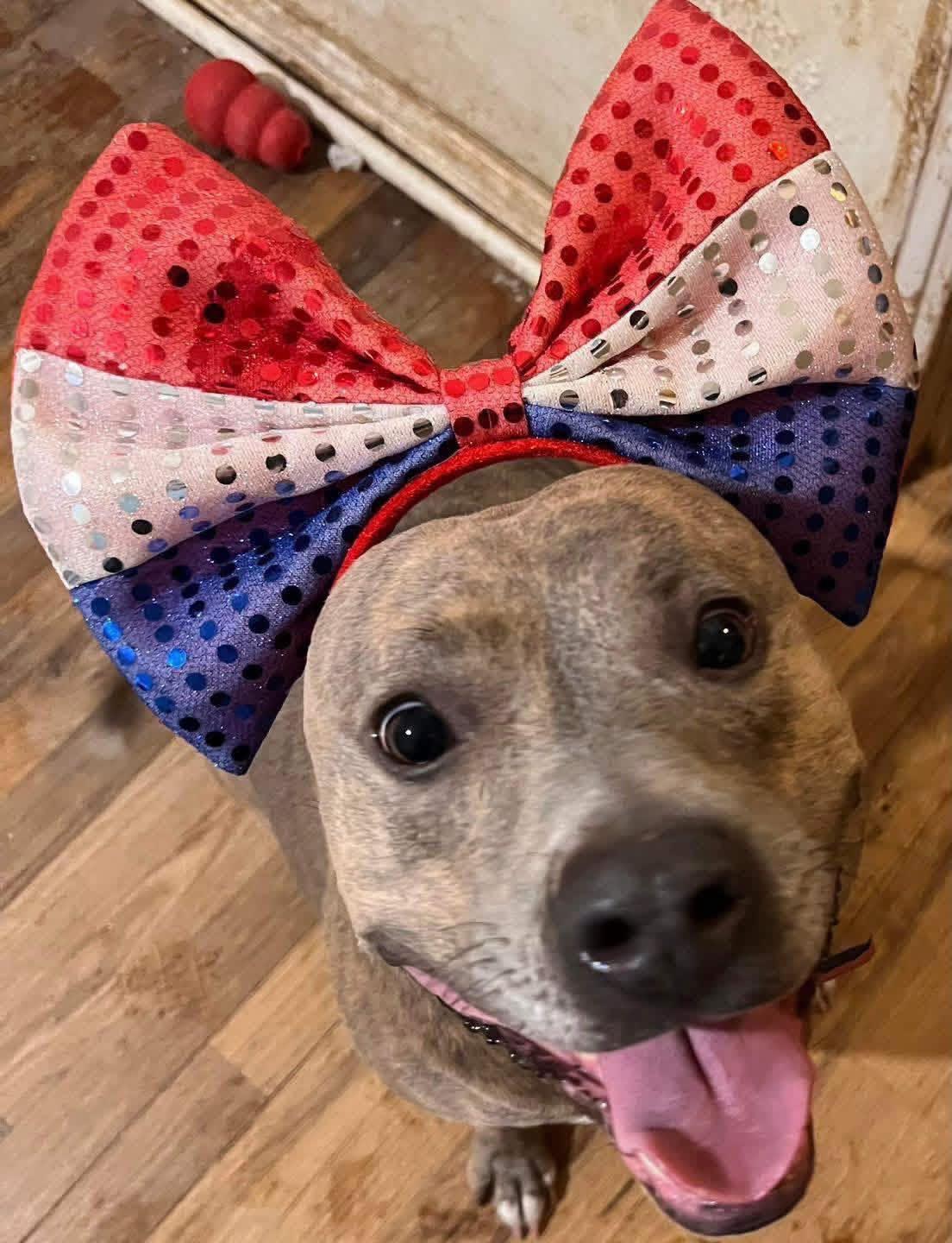 Brenda, a Adoptable mixed breed in Benbrook, TX image 3/6