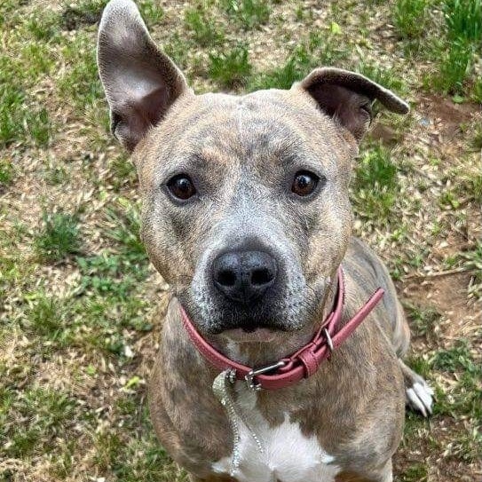 Enlarge Brenda, a Adoptable mixed breed in Benbrook, TX image 5/11