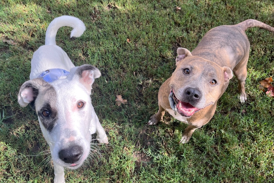 Enlarge Brenda, a Adoptable mixed breed in Benbrook, TX image 6/11