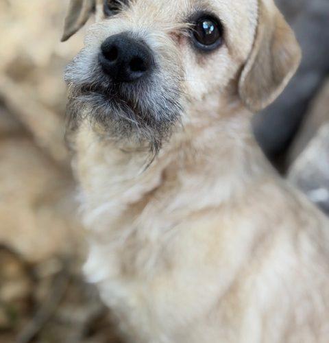 Enlarge Jetson, a Adoptable mixed breed in Henderson, NV image 1/2