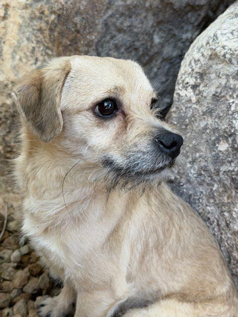 Enlarge Jetson, a Adoptable mixed breed in Henderson, NV image 2/2