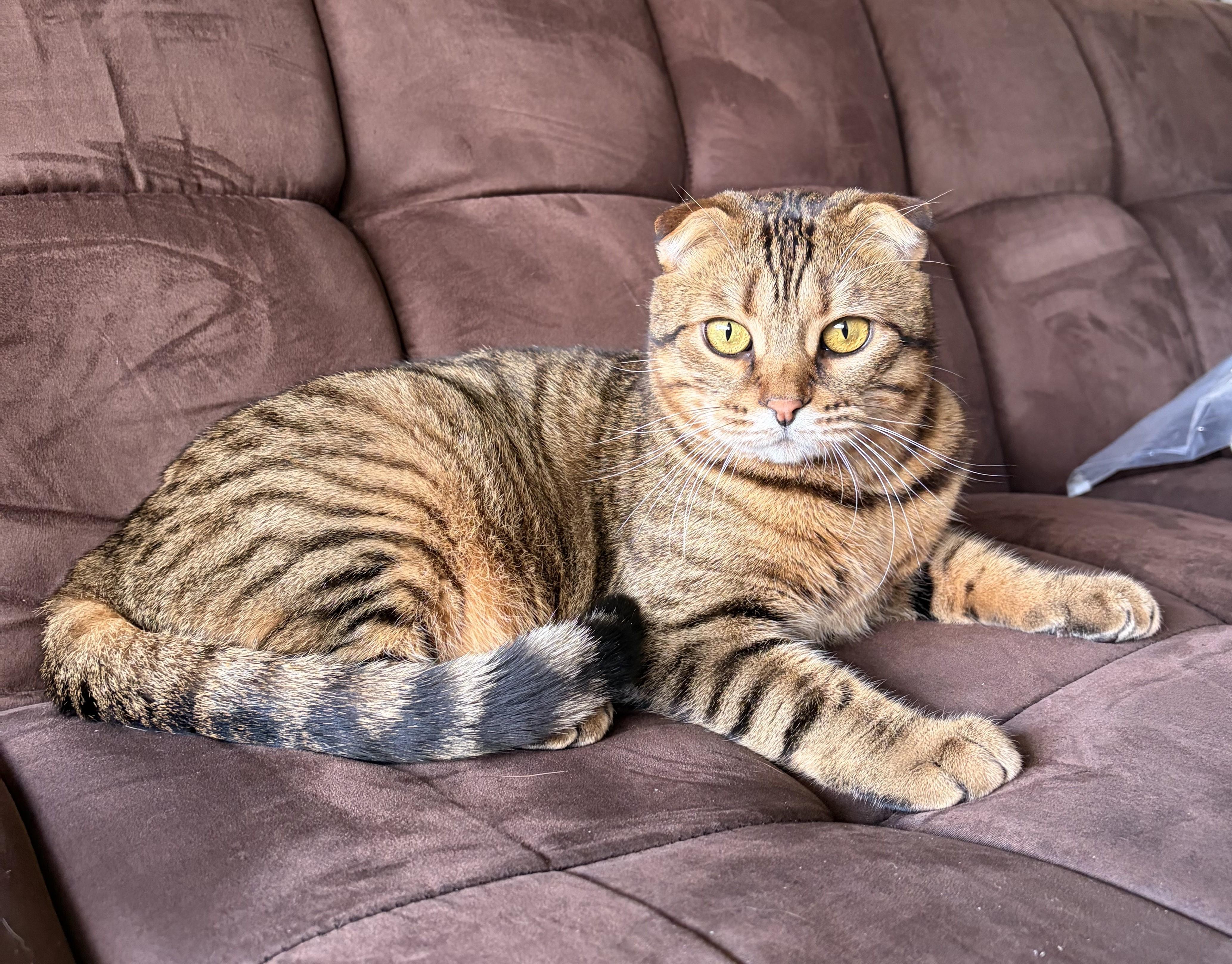 Enlarge William&Toyata, a ADOPTABLE Scottish Fold in Mississauga, ON image 4/6