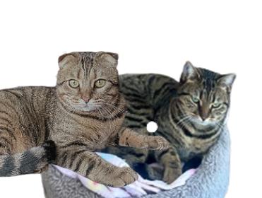 Enlarge William&Toyata, a ADOPTABLE Scottish Fold in Mississauga, ON image 5/6