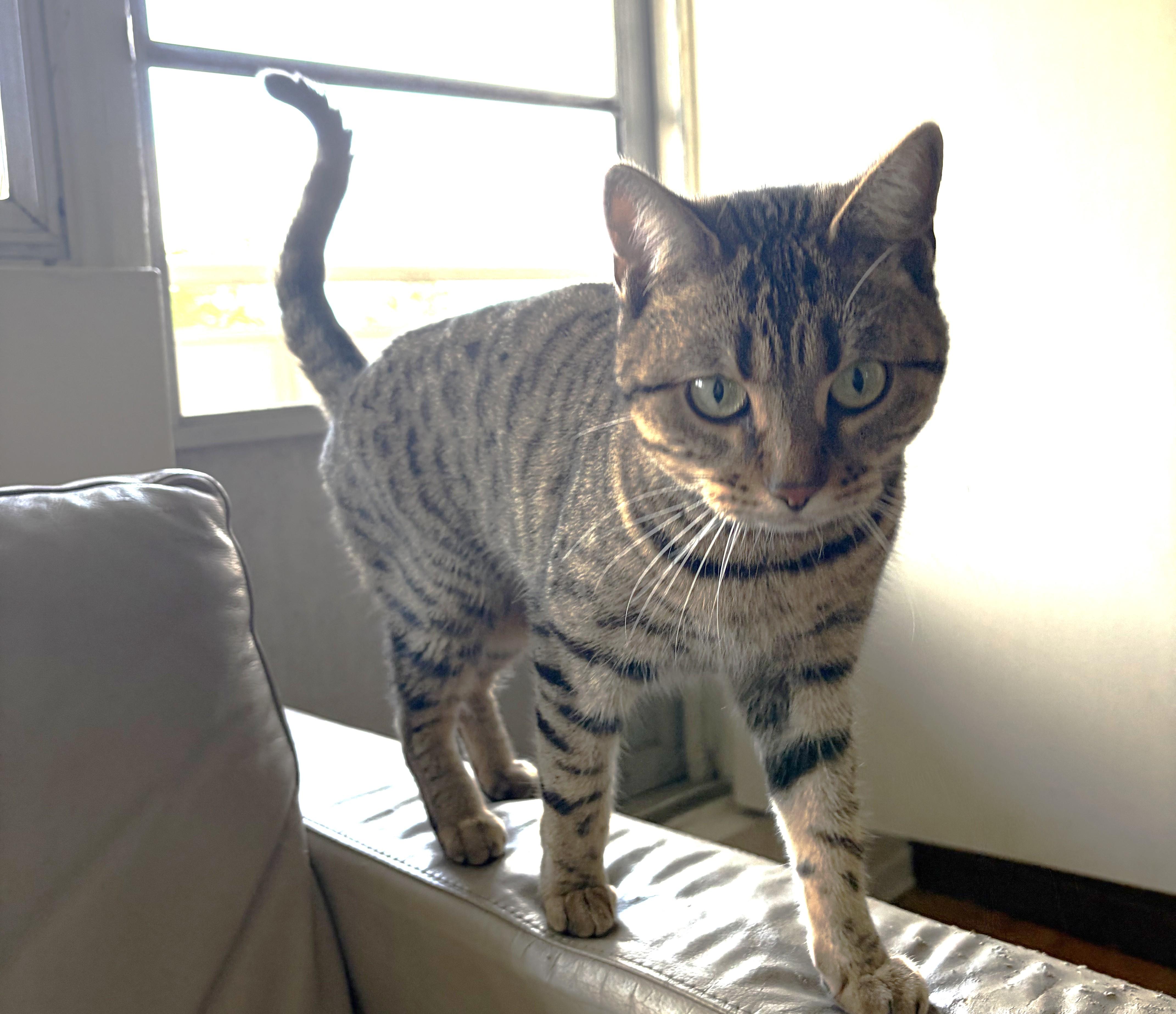 Enlarge William&Toyata, a ADOPTABLE Scottish Fold in Mississauga, ON image 3/6