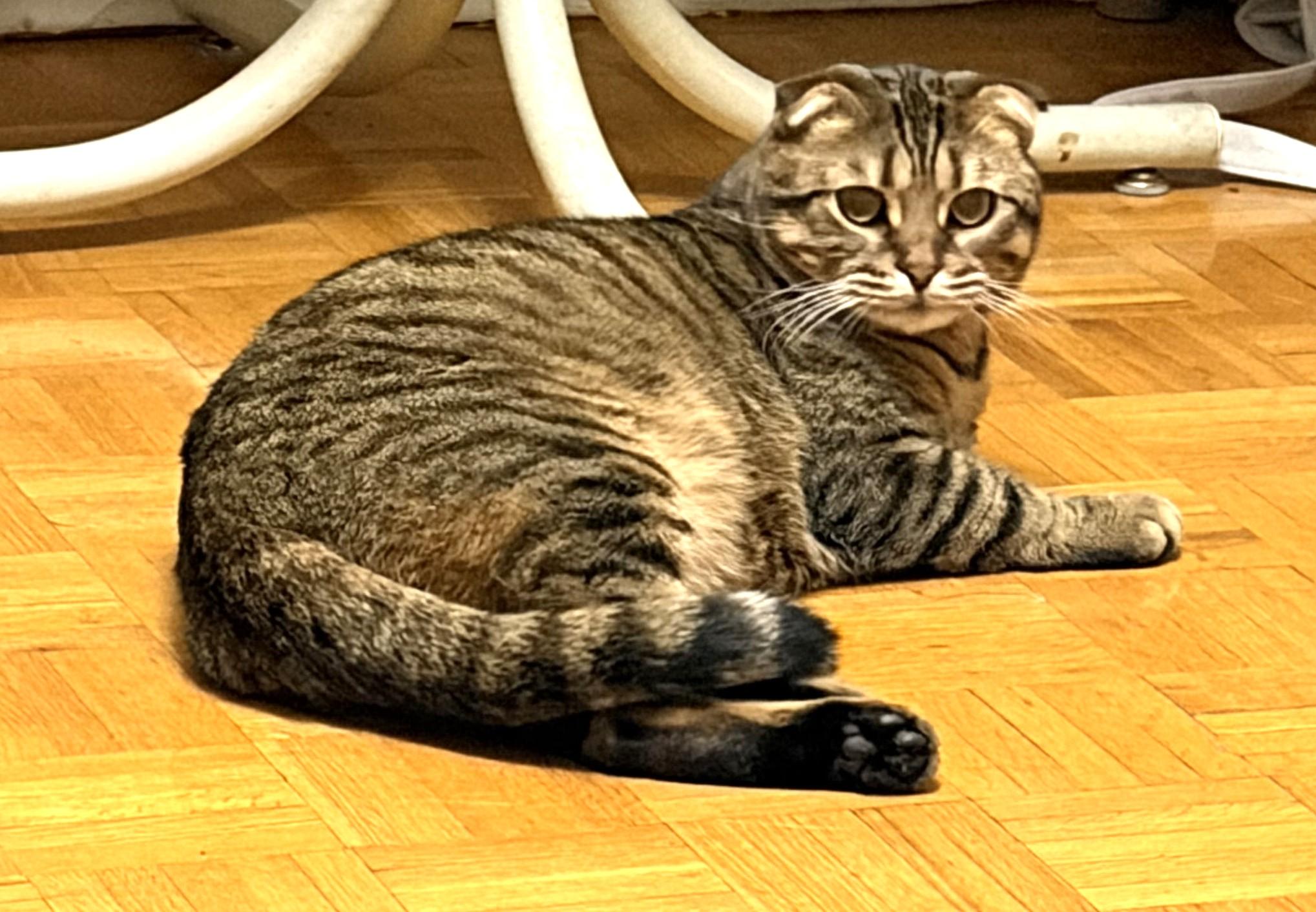 Enlarge William&Toyata, a ADOPTABLE Scottish Fold in Mississauga, ON image 2/6