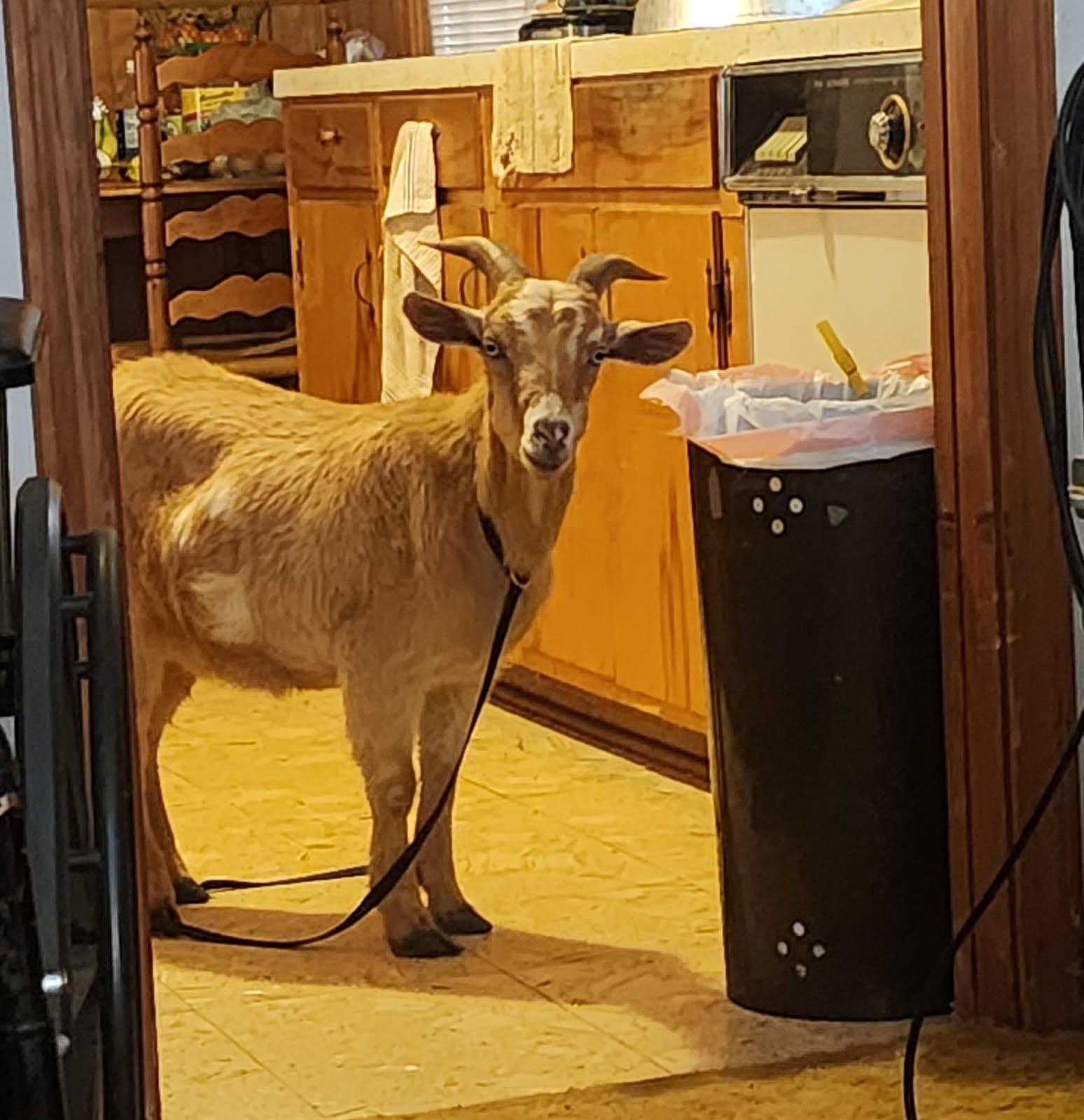 Enlarge Rudy, an adoptable Goat in Abbeville, SC image 2/6