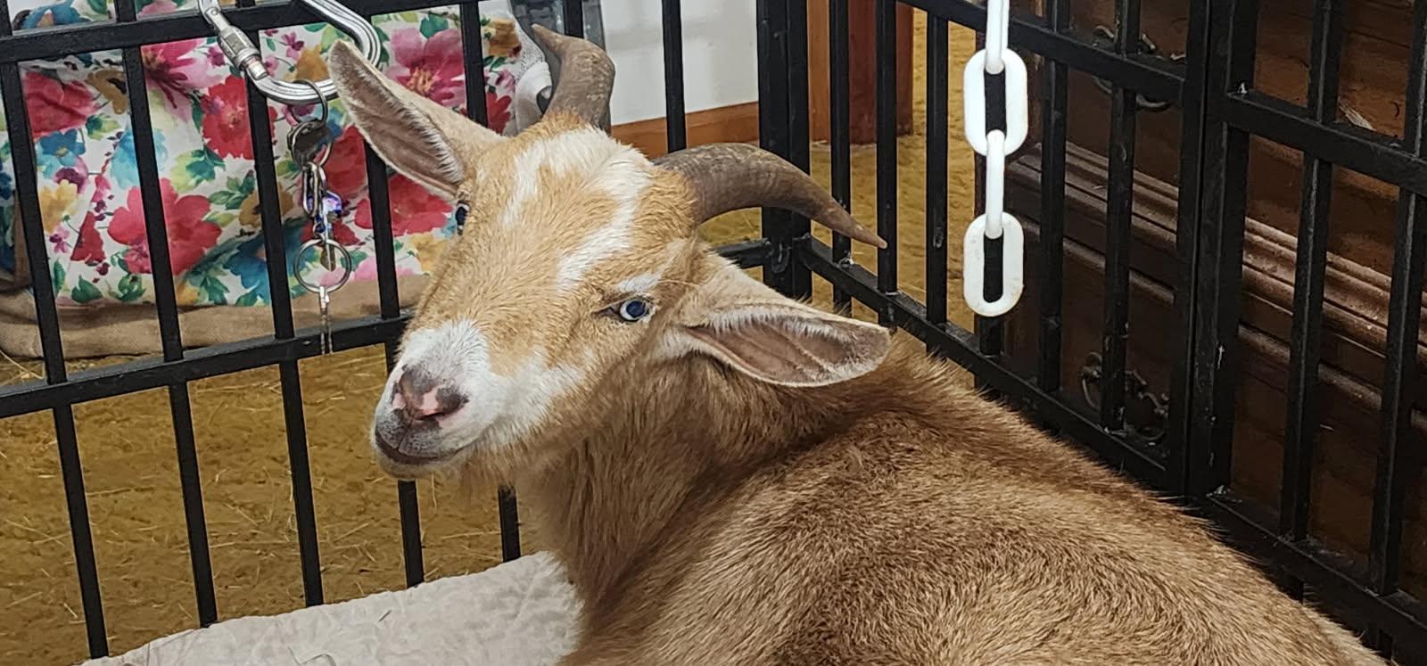 Enlarge Rudy, an adoptable Goat in Abbeville, SC image 5/6
