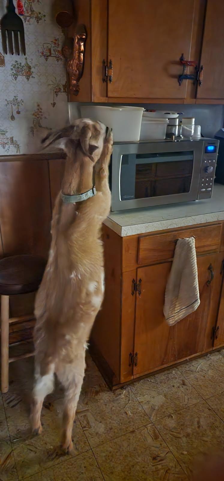 Enlarge Rudy, an adoptable Goat in Abbeville, SC image 1/6