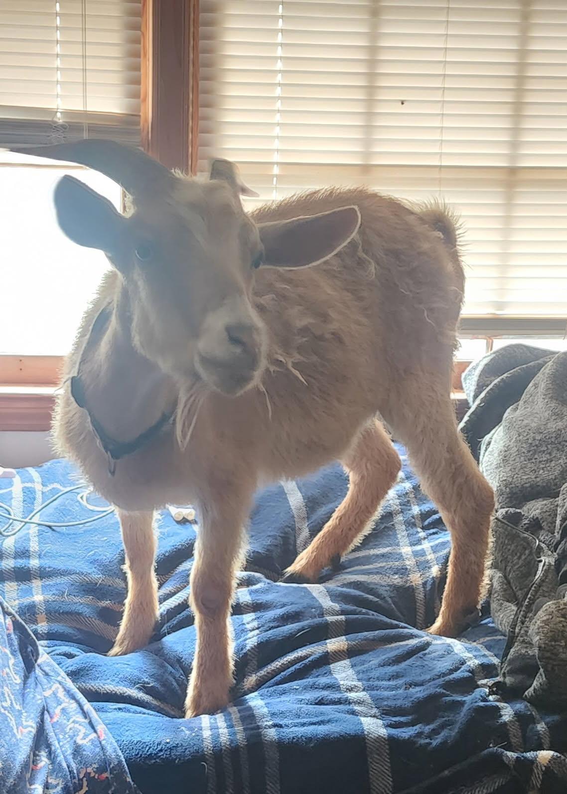 Enlarge Rudy, an adoptable Goat in Abbeville, SC image 6/6