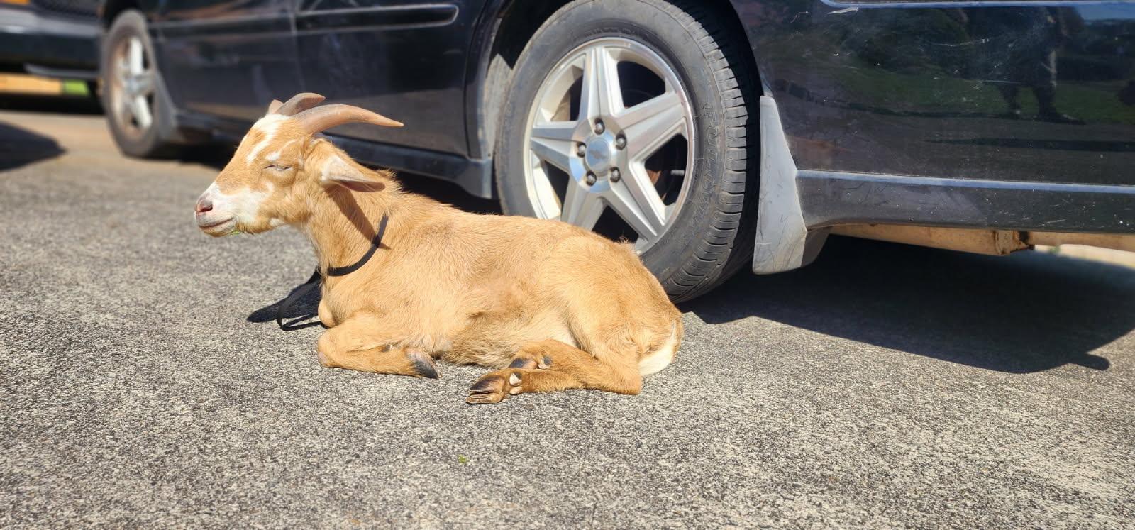 Enlarge Rudy, an adoptable Goat in Abbeville, SC image 3/6