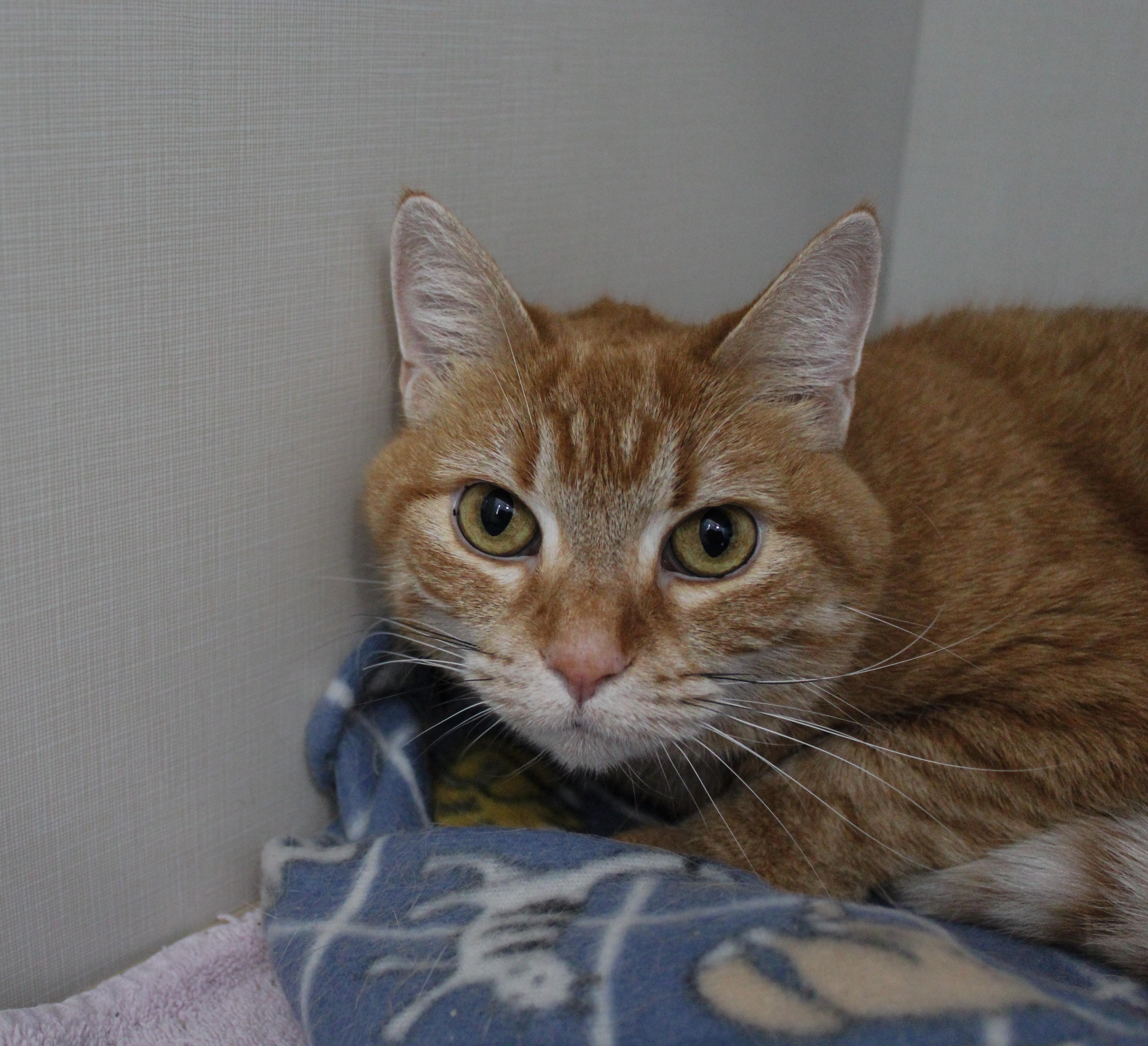 Enlarge Taffy, an adopted Domestic Short Hair in Hutchinson, MN image 1/5