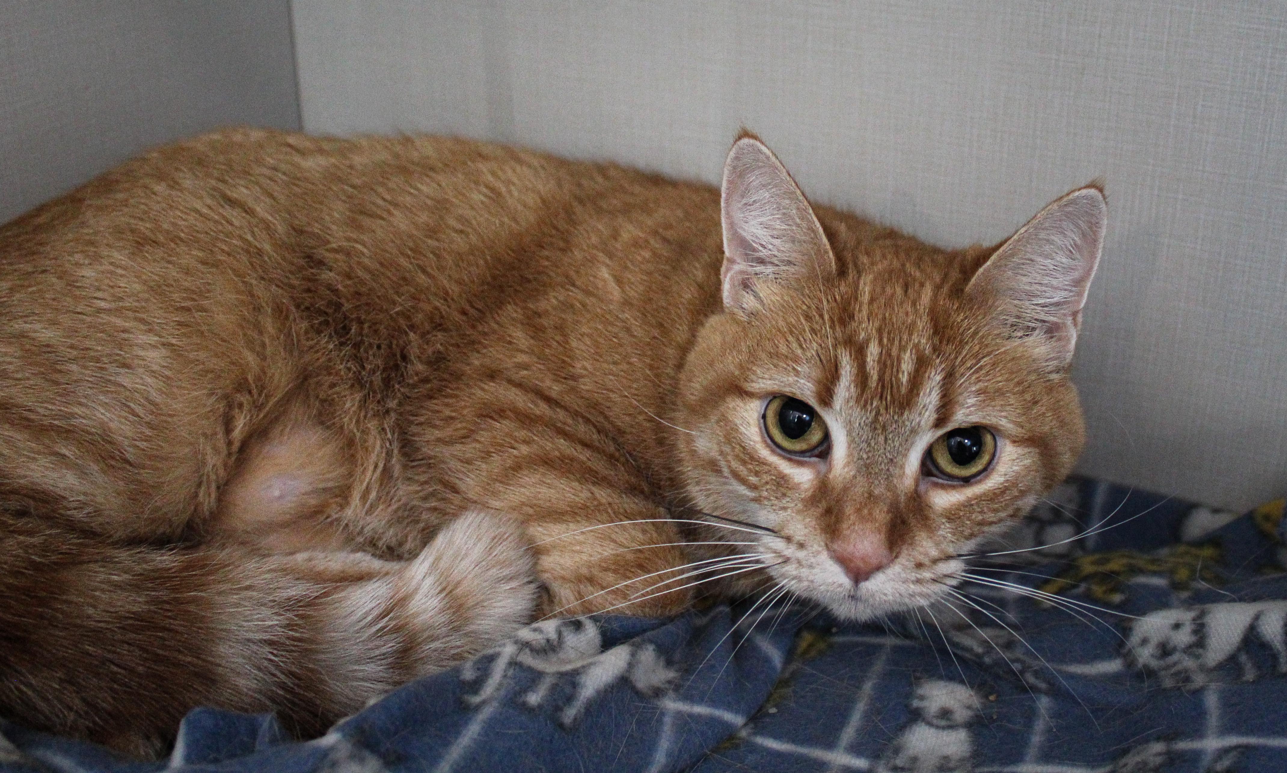 Enlarge Taffy, an adopted Domestic Short Hair in Hutchinson, MN image 2/5