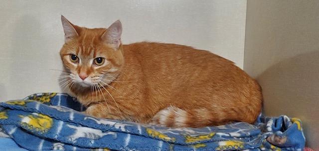 Enlarge Taffy, an adopted Domestic Short Hair in Hutchinson, MN image 4/5