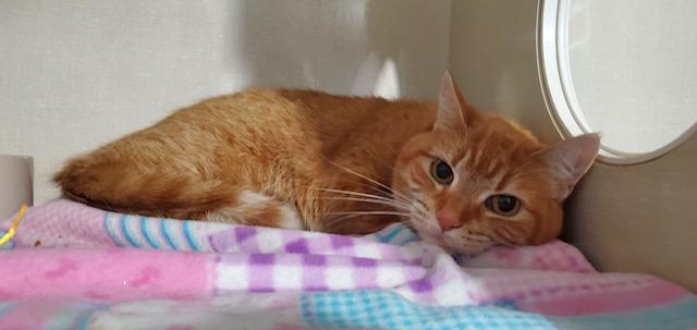 Enlarge Taffy, an adopted Domestic Short Hair in Hutchinson, MN image 5/5