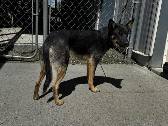 61661911, ADOPTABLE, Adult Female Australian Kelpie.