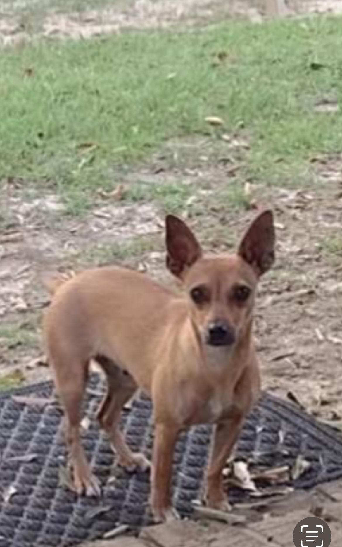 Princess, Adopted, Young Female Chihuahua & Terrier.