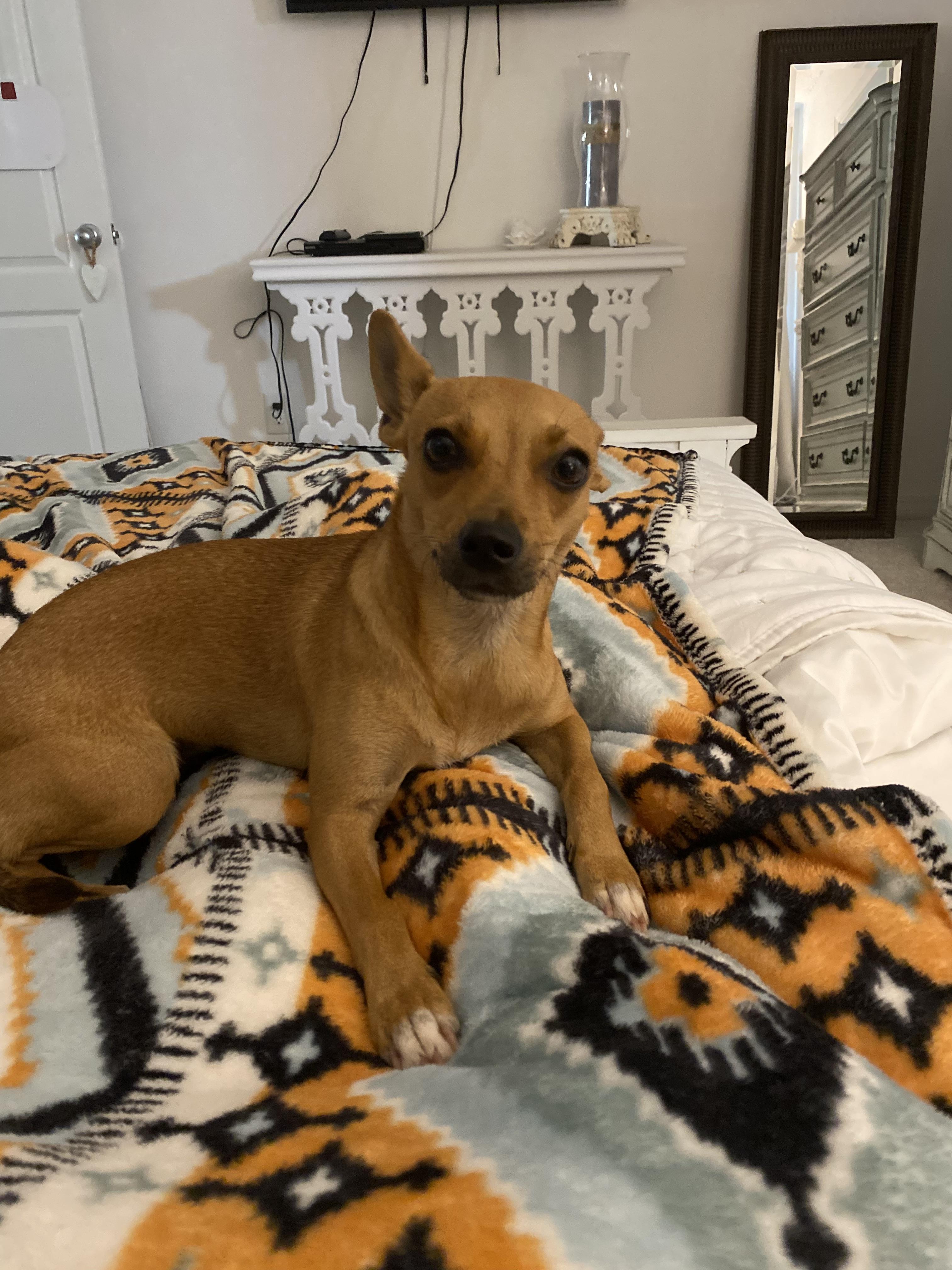 Enlarge Princess, a Adopted mixed breed in Saucier, MS image 2/4