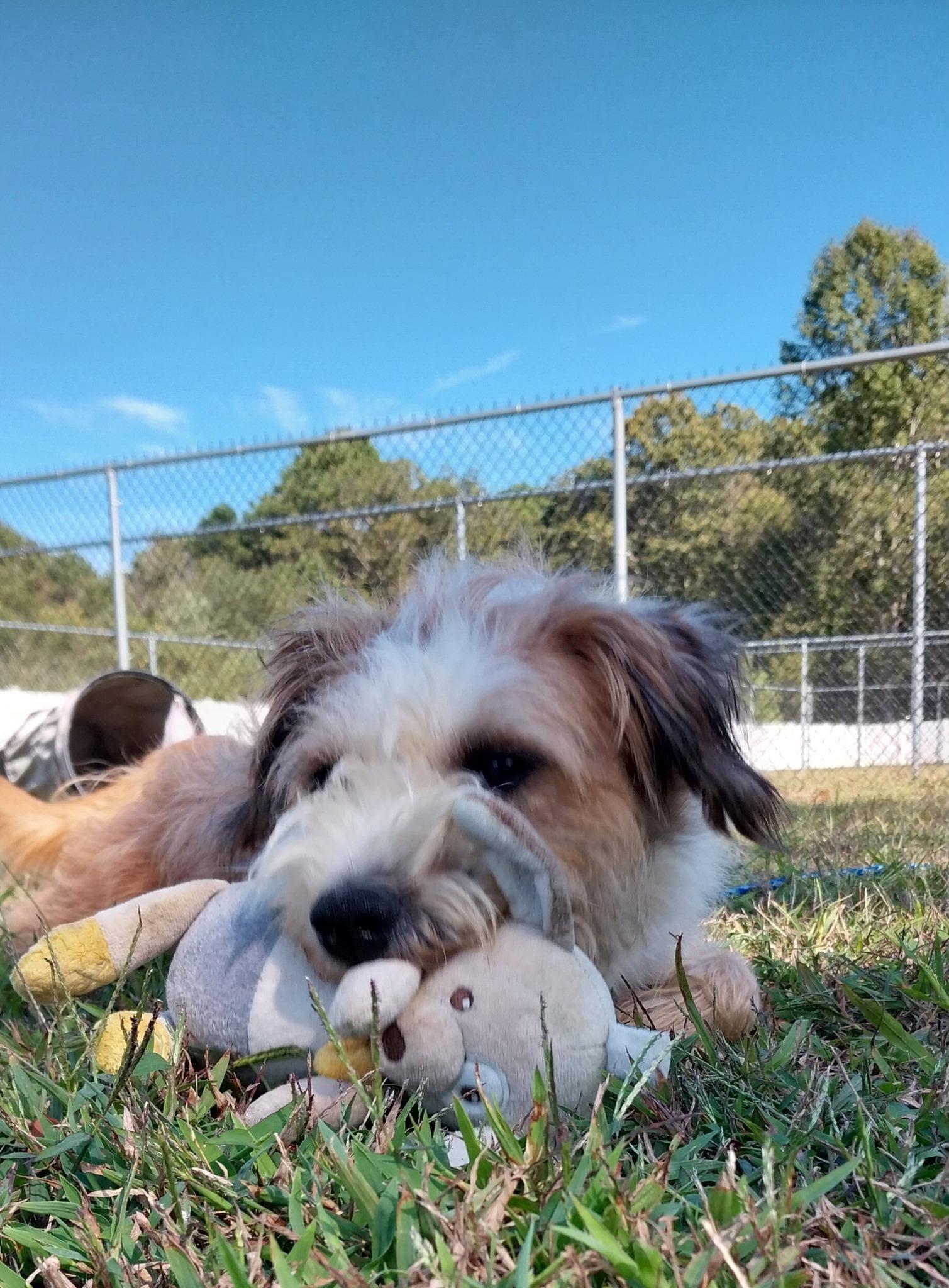 Enlarge Bruce, a ADOPTABLE Mixed Breed in Cape May Court House, NJ image 1/5