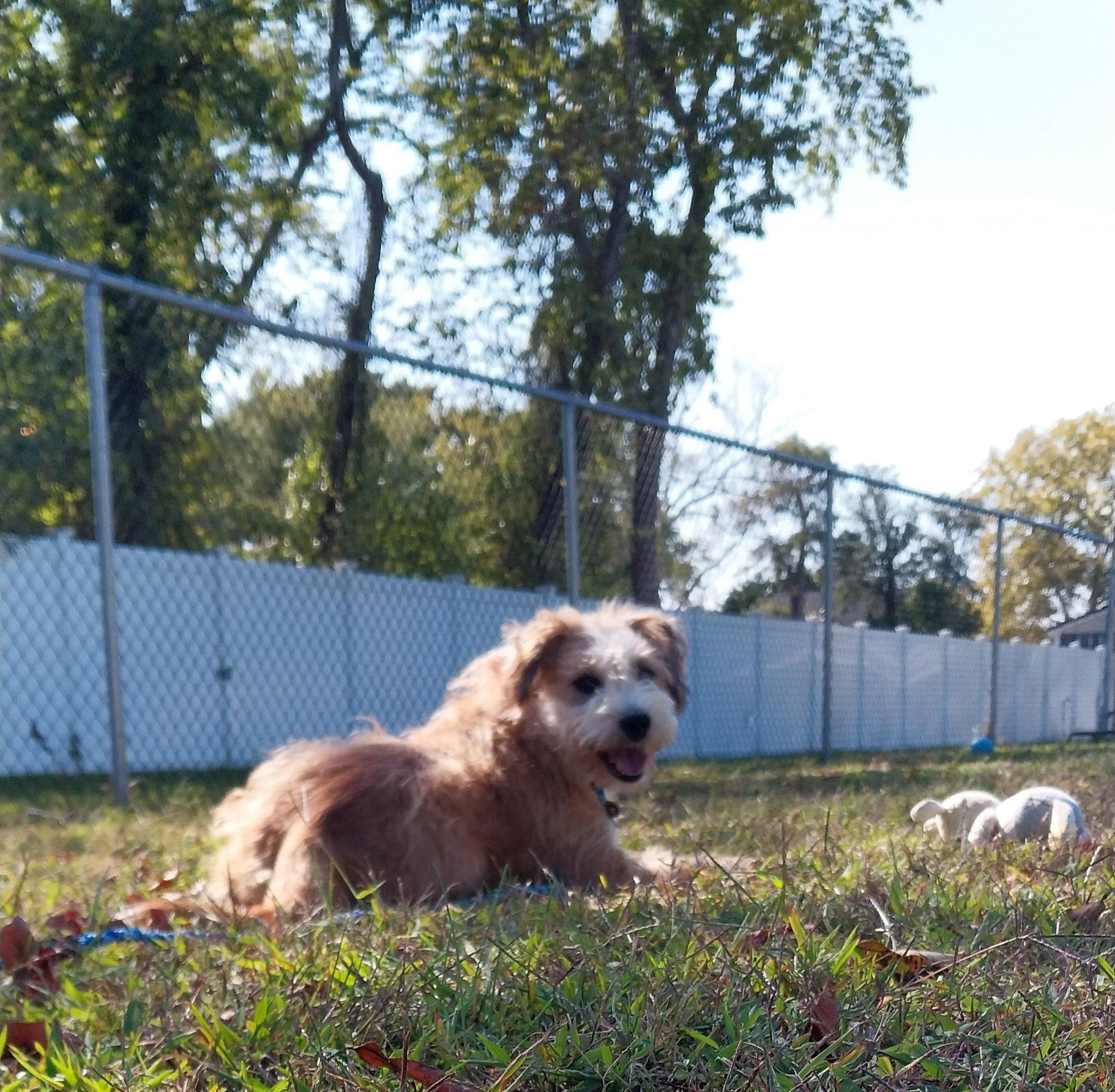 Enlarge Bruce, a ADOPTABLE Mixed Breed in Cape May Court House, NJ image 2/5