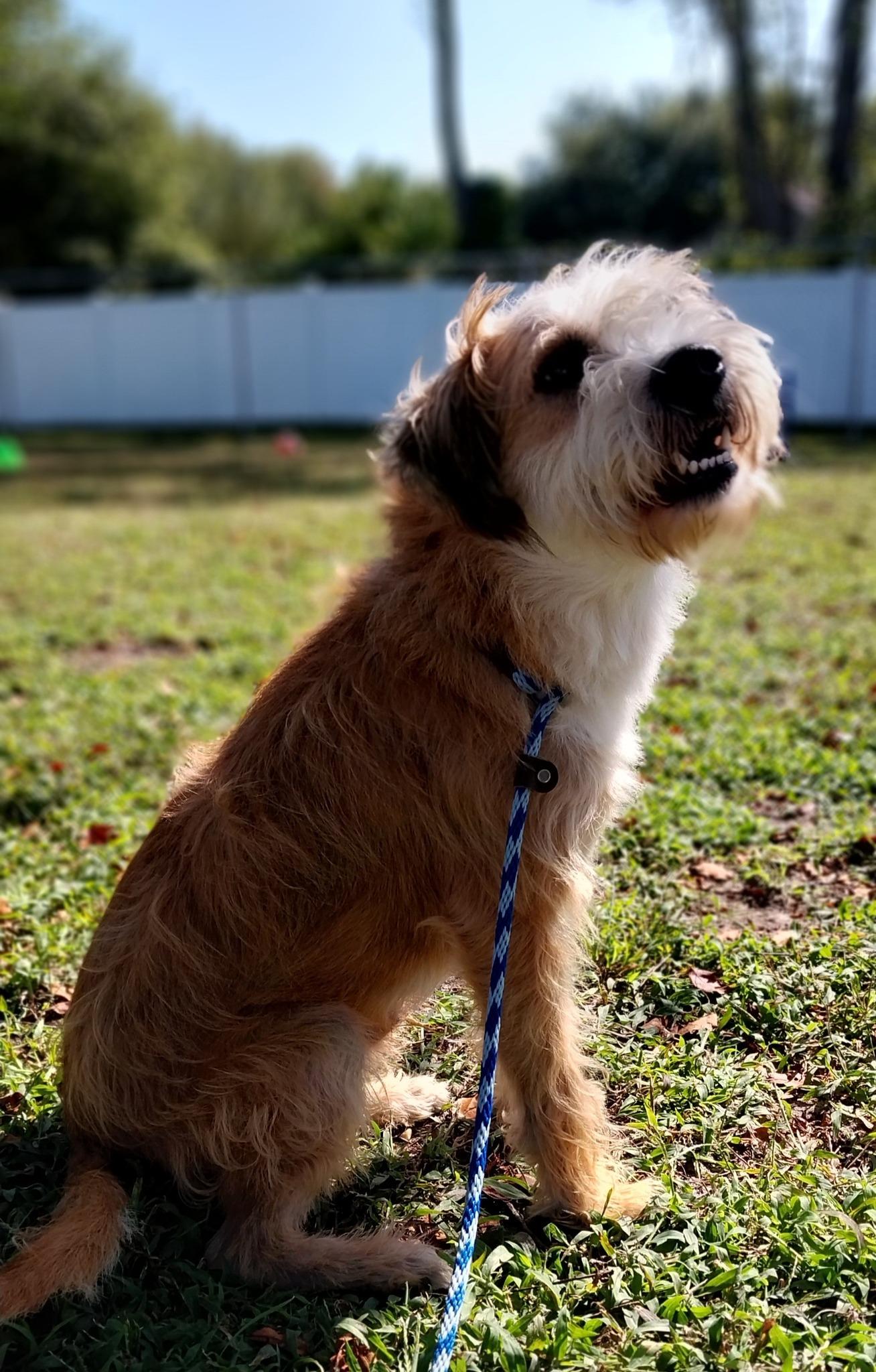 Enlarge Bruce, a ADOPTABLE Mixed Breed in Cape May Court House, NJ image 3/5