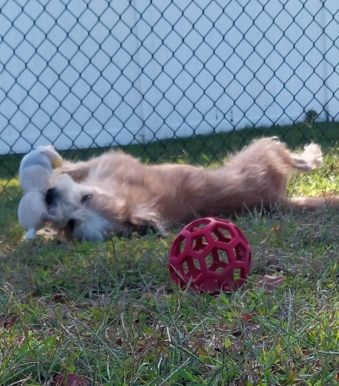 Bruce, adopted, Adult Male Mixed Breed.