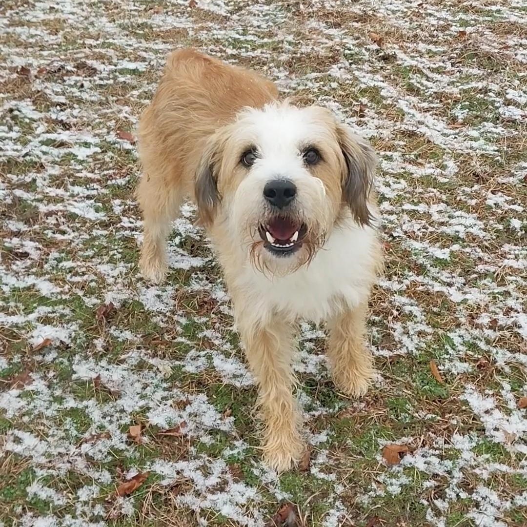 Enlarge Bruce, a ADOPTABLE Mixed Breed in Cape May Court House, NJ image 5/5