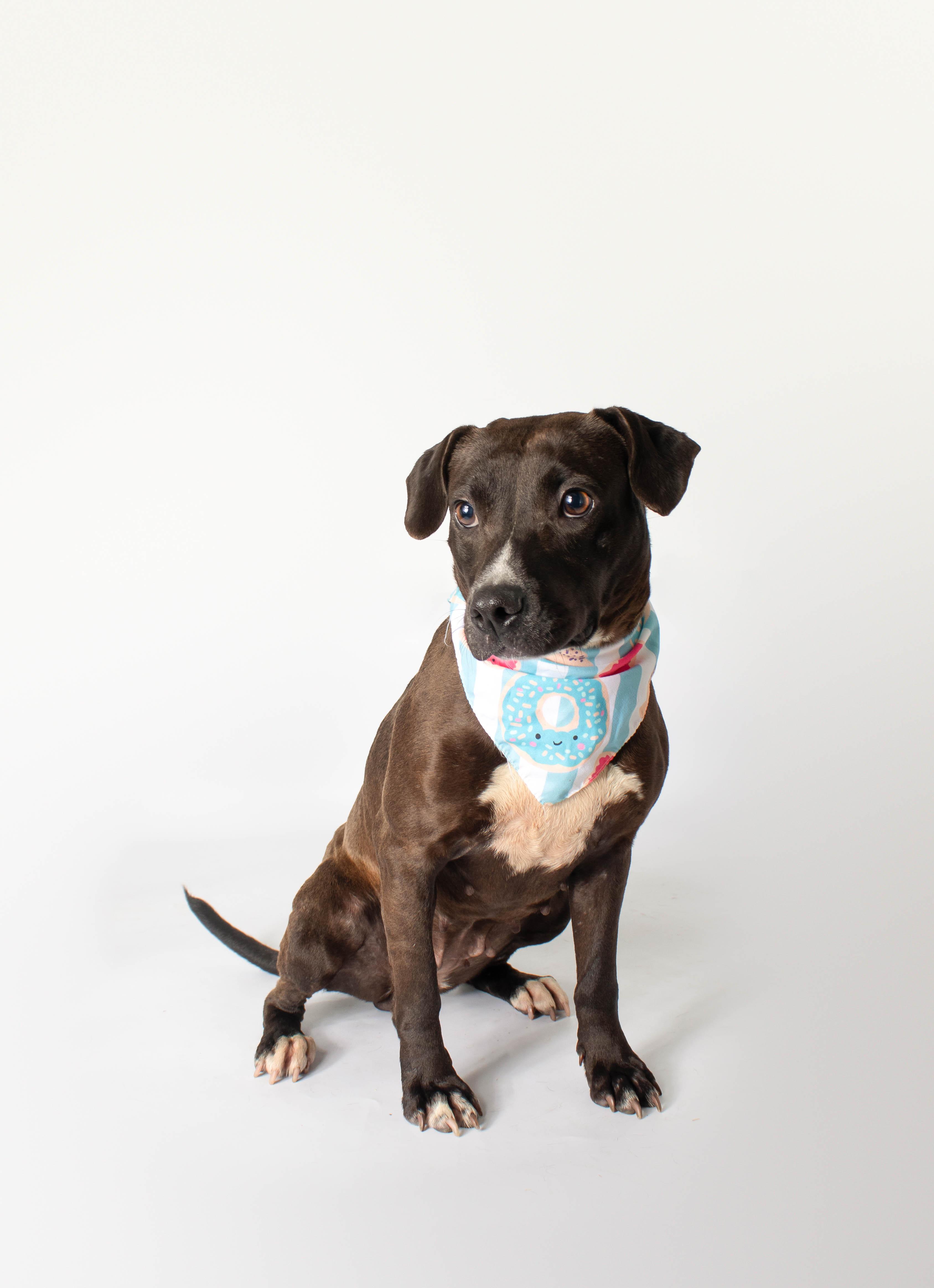 Isla, ADOPTABLE, Adult Female Black Labrador Retriever.