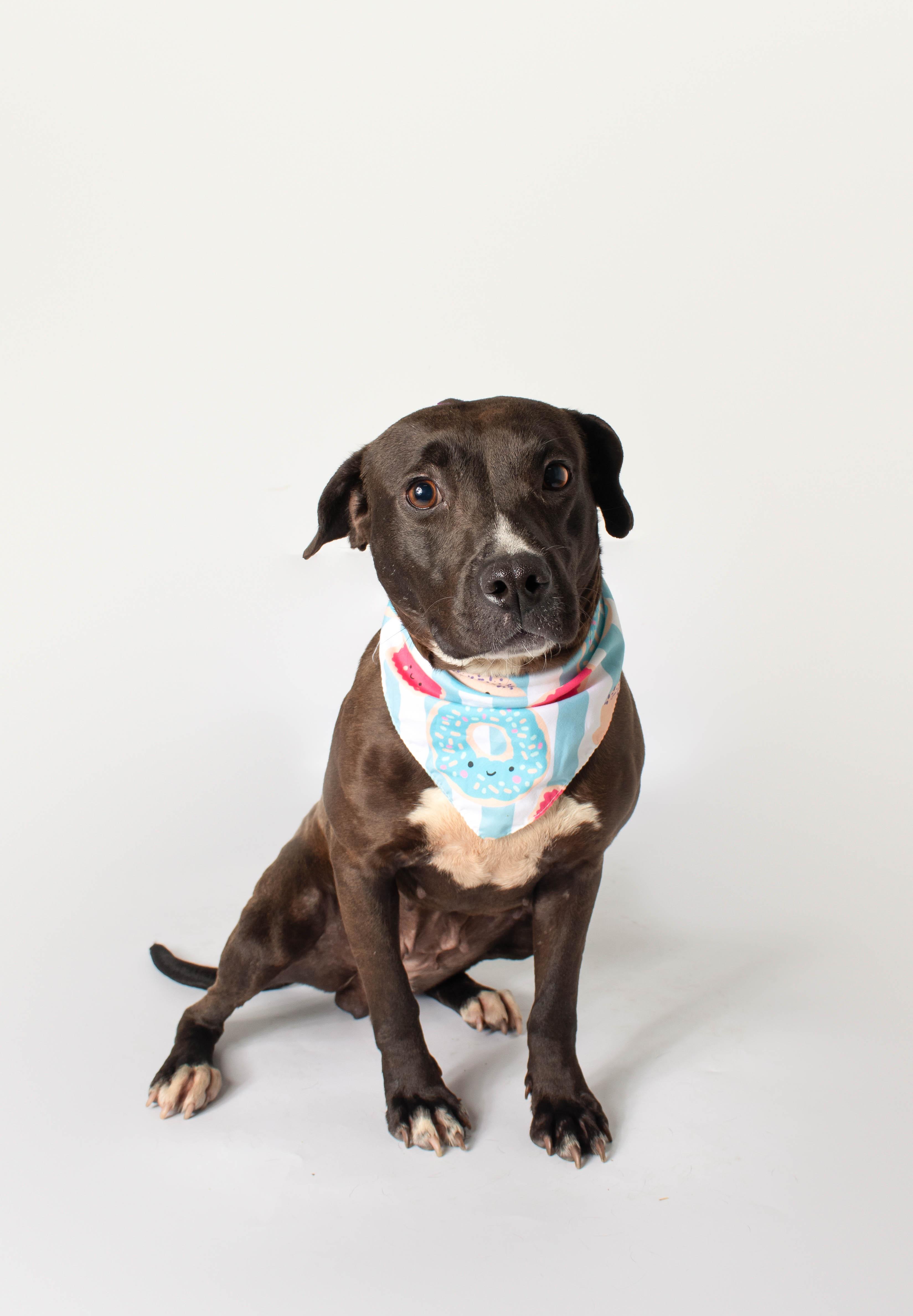 Enlarge Isla, a ADOPTABLE mixed breed in Plaquemine, LA image 2/2