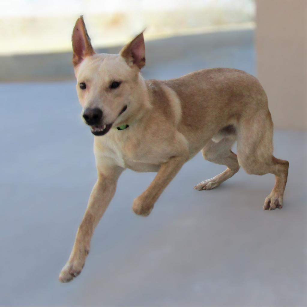 Angel, a Adoptable Mixed Breed in Las Cruces, NM image 1/6