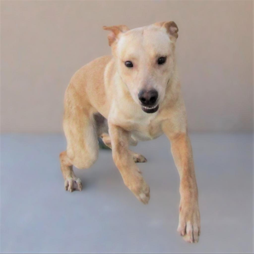 Angel, a Adoptable Mixed Breed in Las Cruces, NM image 2/6
