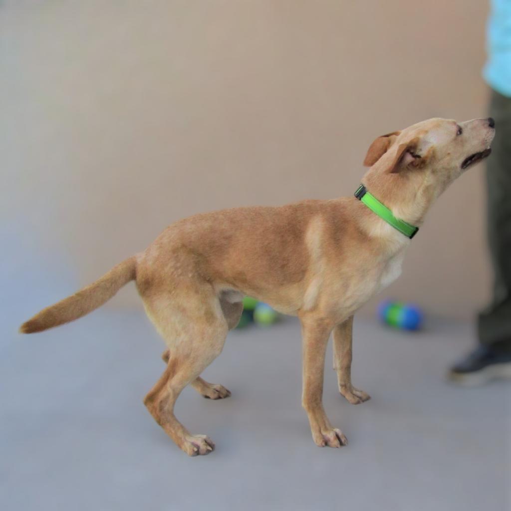 Angel, a Adoptable Mixed Breed in Las Cruces, NM image 3/6