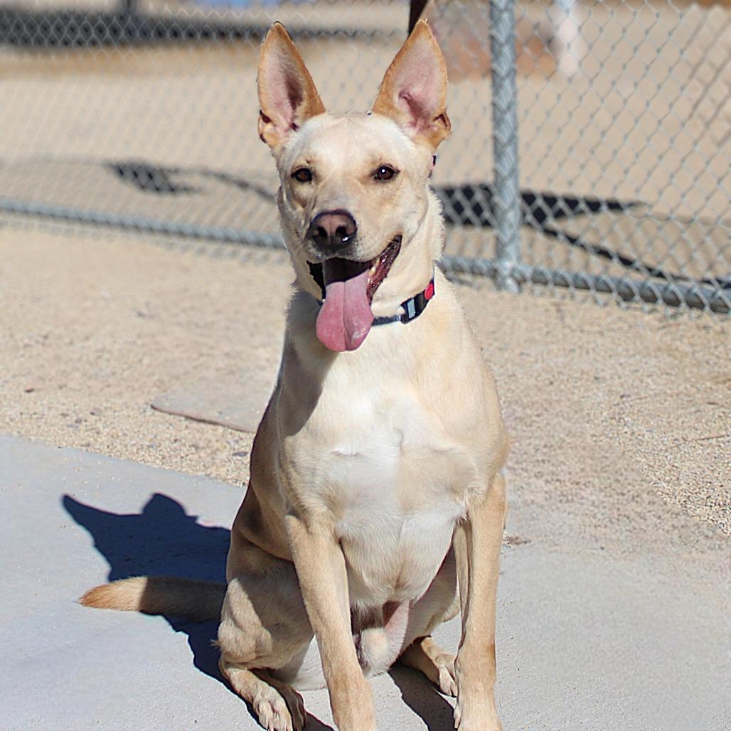 Angel, a Adoptable Mixed Breed in Las Cruces, NM image 4/6