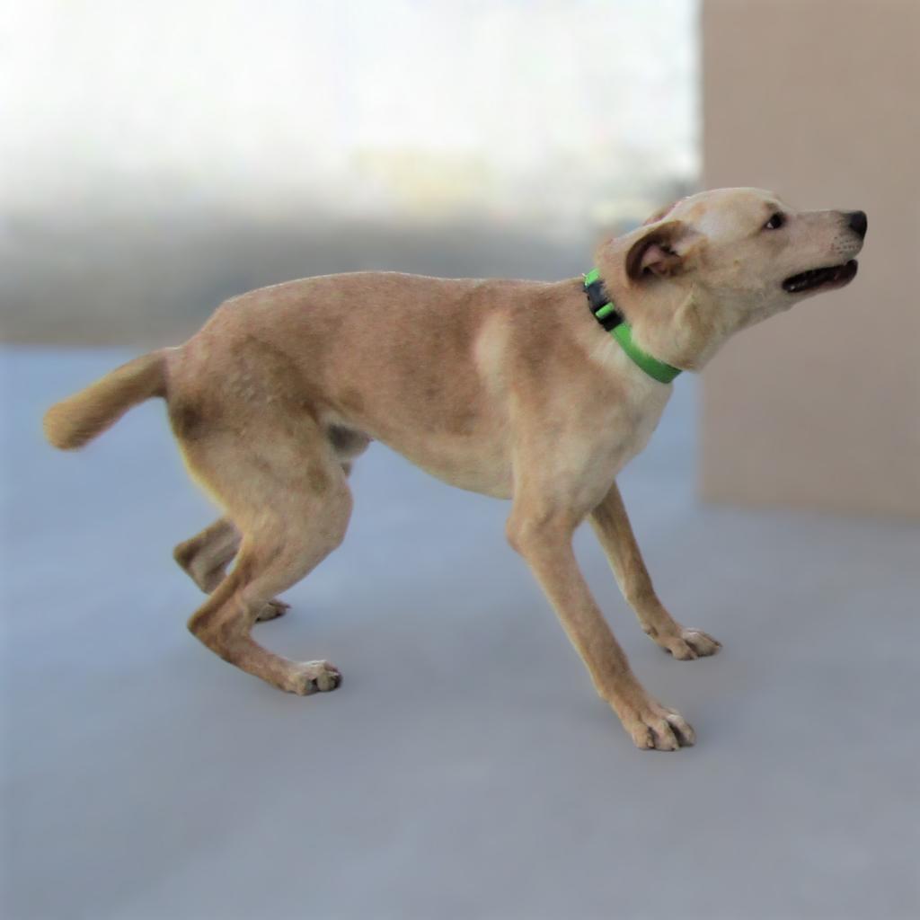 Angel, a Adoptable Mixed Breed in Las Cruces, NM image 5/6