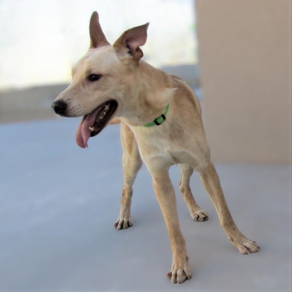Angel, a Adoptable Mixed Breed in Las Cruces, NM image 6/6