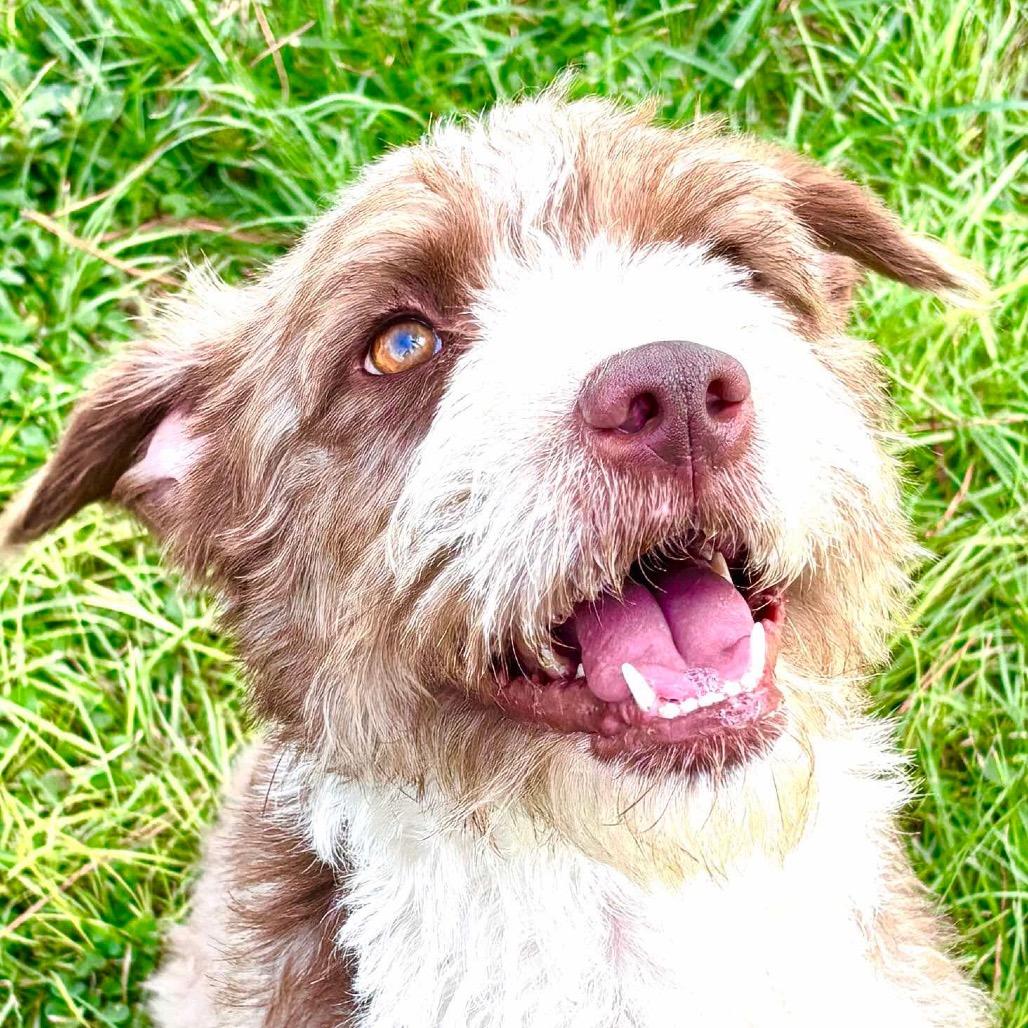 Frieda, a Adoptable Terrier in Houston, TX image 1/6