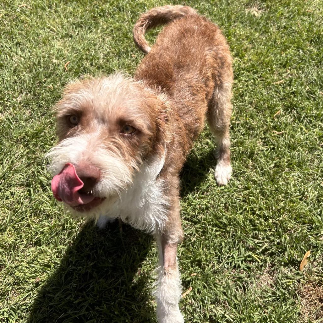 Enlarge Frieda, a Adoptable Terrier in Houston, TX image 1/6