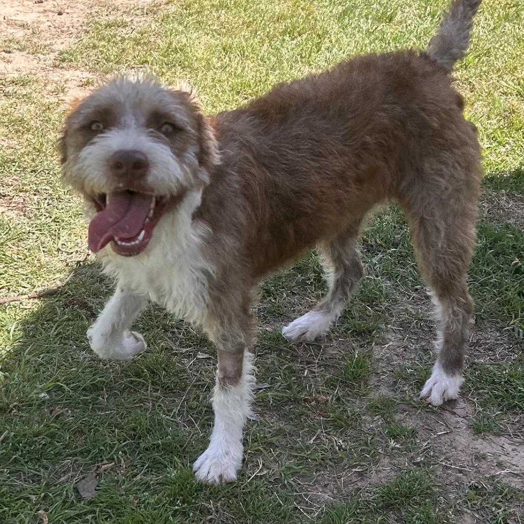 Frieda, a Adoptable Terrier in Houston, TX image 2/6