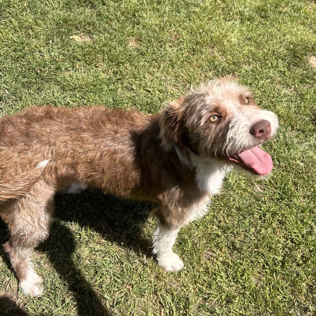 Enlarge Frieda, a Adoptable Terrier in Houston, TX image 2/6