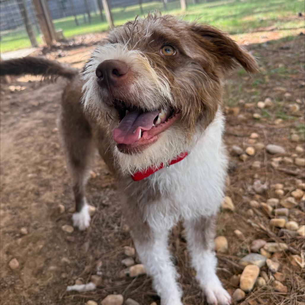 Enlarge Frieda, a Adoptable Terrier in Houston, TX image 3/6