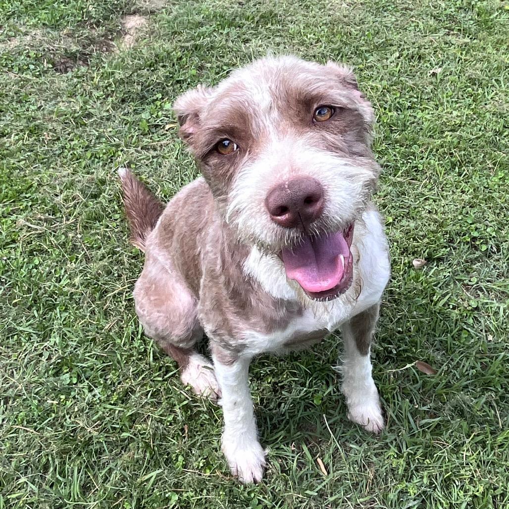 Enlarge Frieda, a Adoptable Terrier in Houston, TX image 2/6