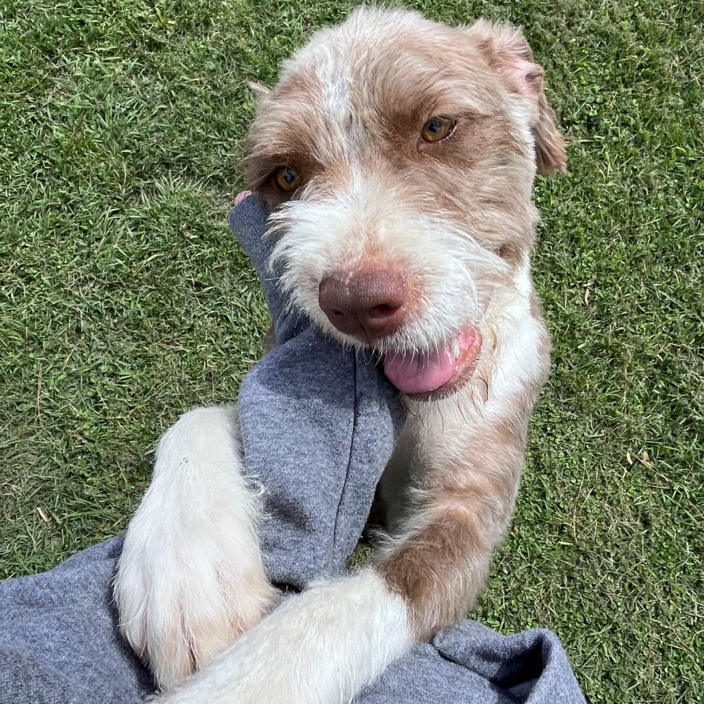 Enlarge Frieda, a Adoptable Terrier in Houston, TX image 1/6