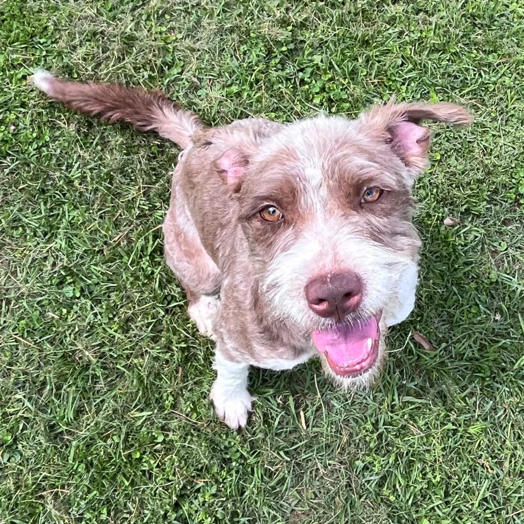 Enlarge Frieda, a Adoptable Terrier in Houston, TX image 2/6