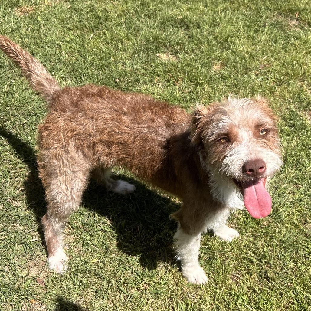 Enlarge Frieda, a Adoptable Terrier in Houston, TX image 4/6