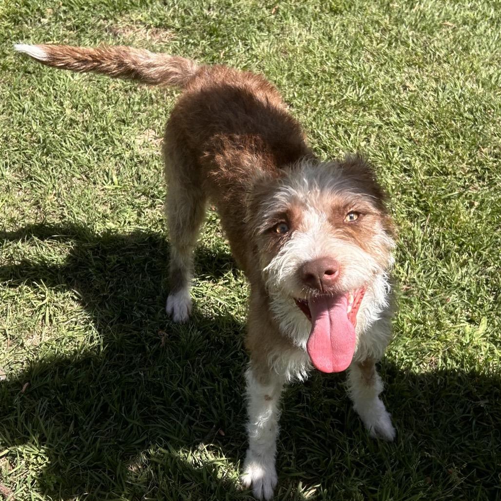 Frieda, a Adoptable Terrier in Houston, TX image 4/6
