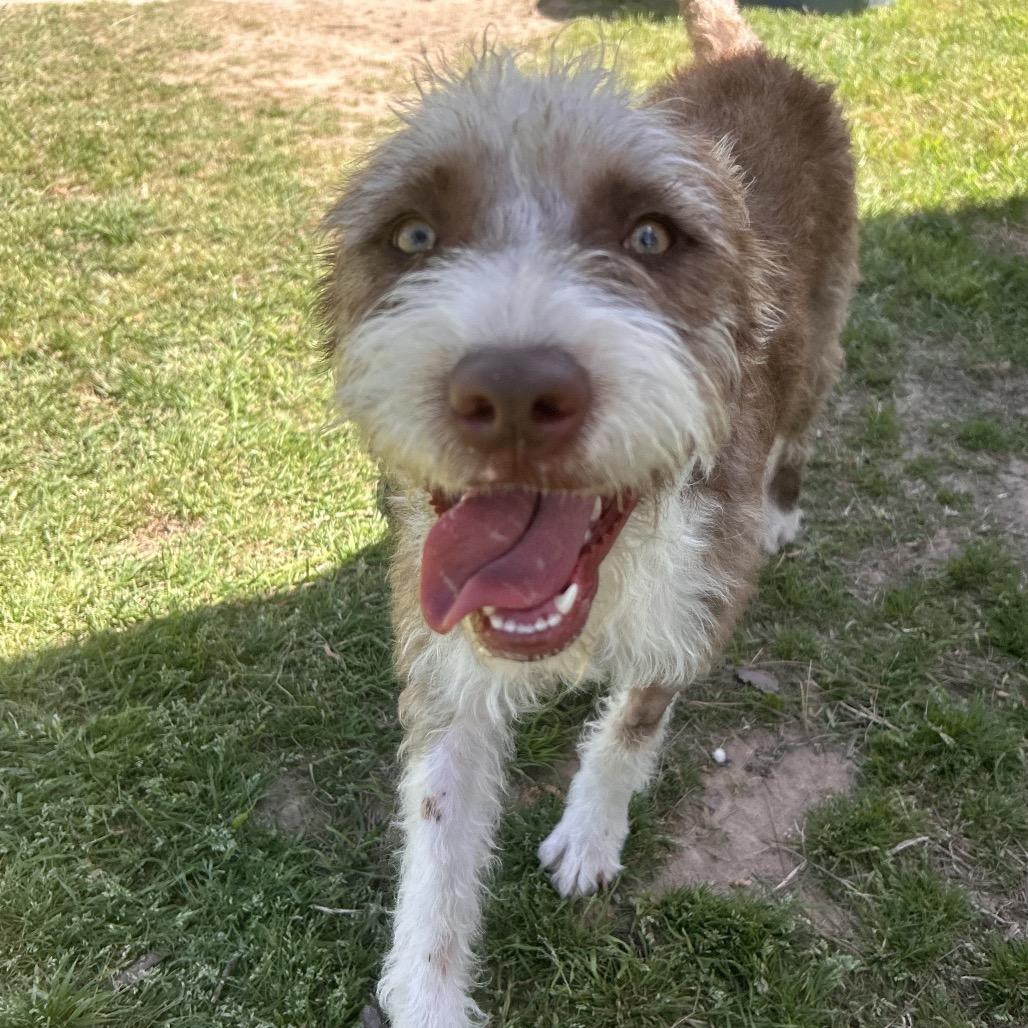Frieda, a Adoptable Terrier in Houston, TX image 5/6