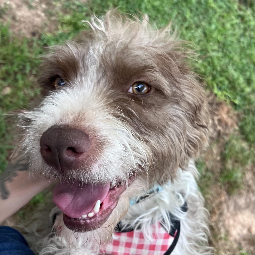 Enlarge Frieda, a Adoptable Terrier in Houston, TX image 4/6