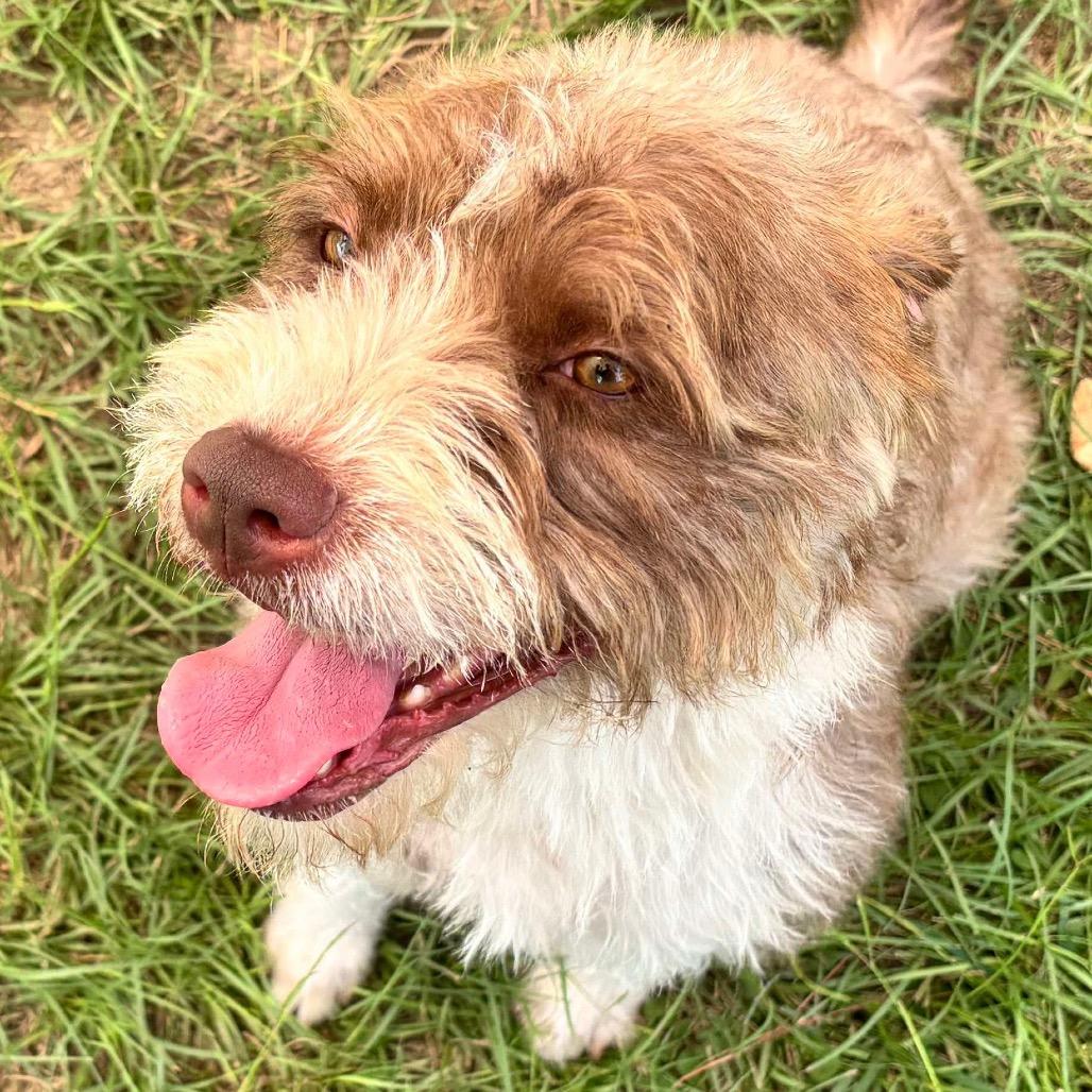 Frieda, a Adoptable Terrier in Houston, TX image 5/6